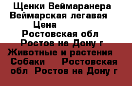 Щенки Веймаранера (Веймарская легавая) › Цена ­ 30 000 - Ростовская обл., Ростов-на-Дону г. Животные и растения » Собаки   . Ростовская обл.,Ростов-на-Дону г.